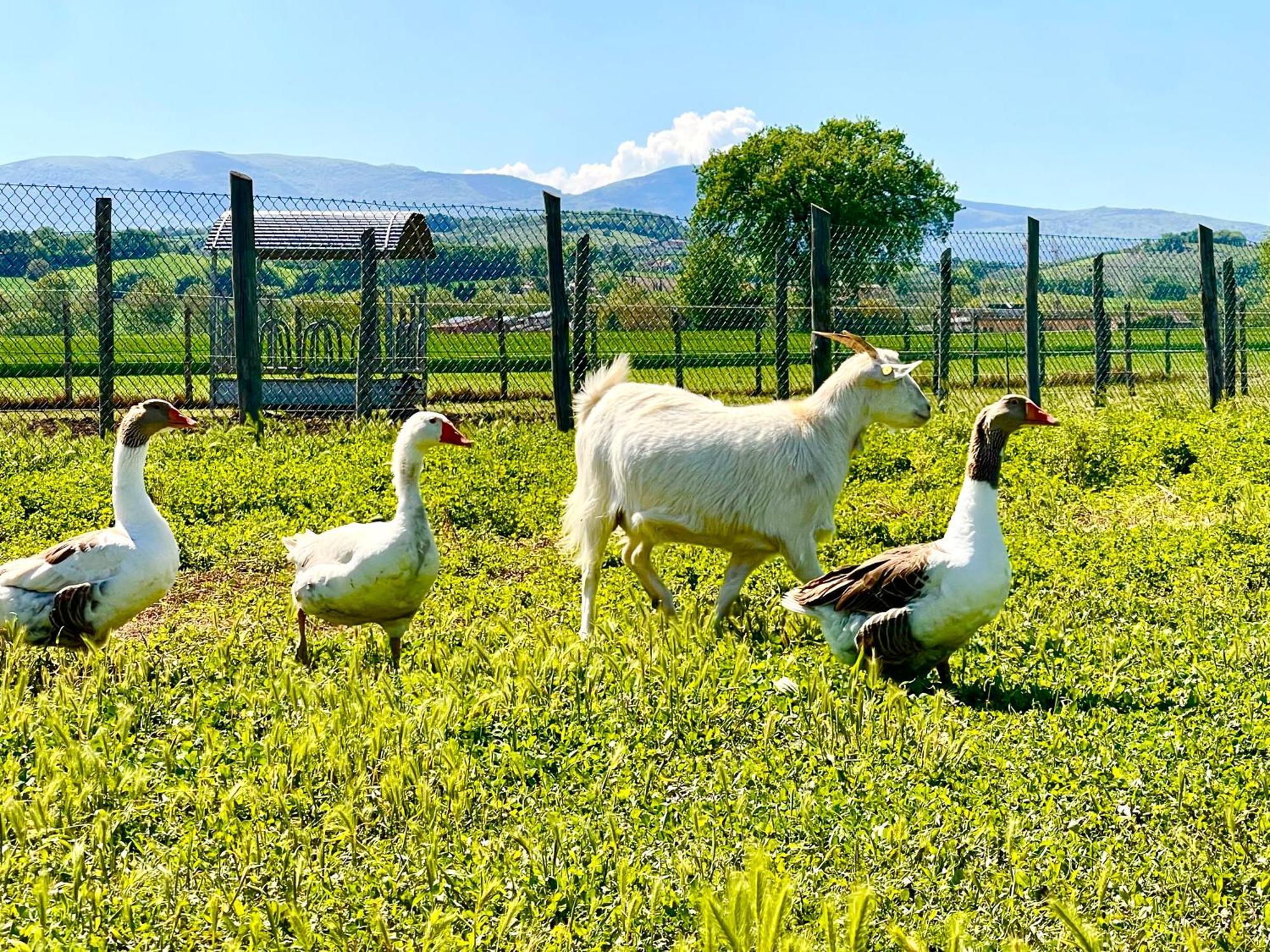 Casale Rotoloni Villa Protte ภายนอก รูปภาพ